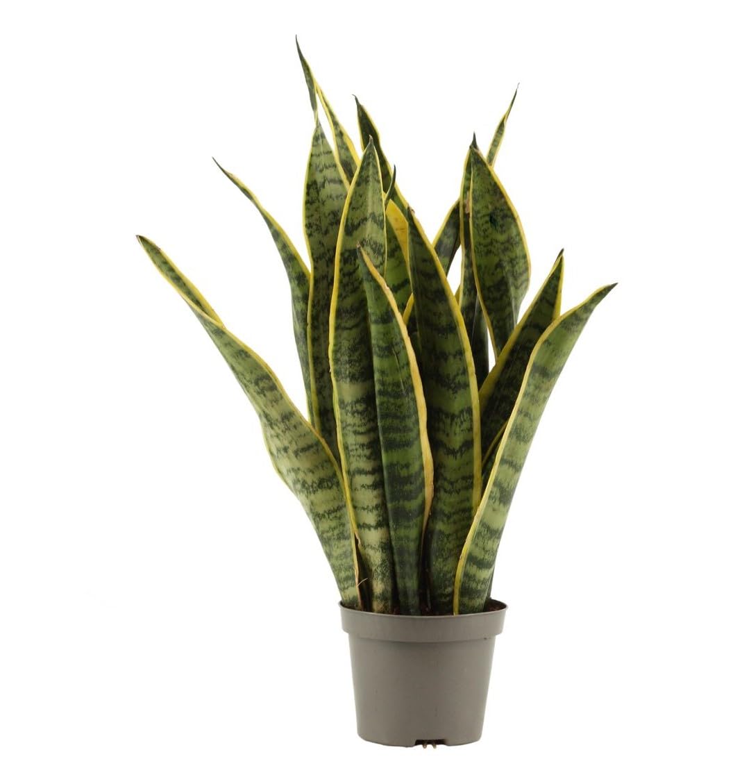 anthurium forgetii x nigrolaminum gigi Anthurium forgetii x nigrolaminum  Secret Garden Plant Shop