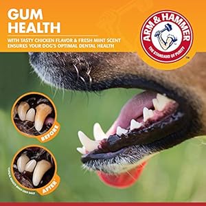 Arm-Hammer-for-Pets-Clinical-Care-Dental-Gum-Health-Kit-for-Dogs-Contains-Toothpaste-Toothbrush-Fingerbrush-Soothes-Inflamed-Gums-3-Piece-Kit-Chicken-Flavor-2-Pack - Cucciolini Doodles   Arm-Hammer-for-Pets-Clinical-Care-Dental-Gum-Health-Kit-for-Dogs-Contains-Toothpaste-Toothbrush-Fingerbrush-Soothes-Inflamed-Gums-3-Piece-Kit-Chicken-Flavor-2-Pack
