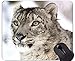 Produktbild Rutschfeste Gummi-Gaming-Mausunterlage, Snow Leopard Wild Leopard Rutschfeste Gummi-Mausunterlage