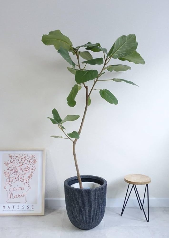 Amazon.co.jp: 品種です フィカス アウリクラタ エベレスト 観葉植物