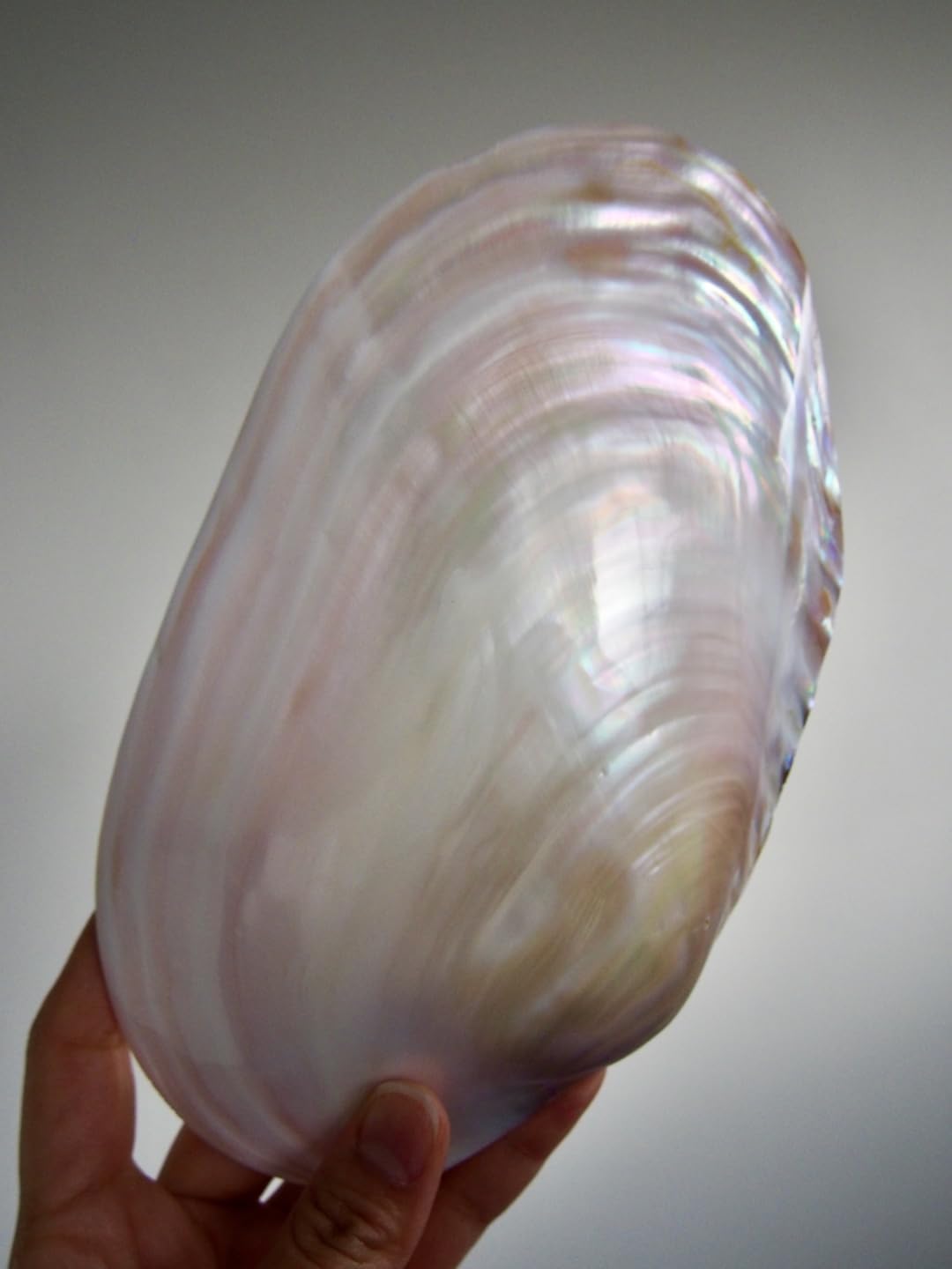 Amazon.co.jp: 【貝殻の問屋さん】淡水真珠貝 (貝殻のみ)【22cm前後