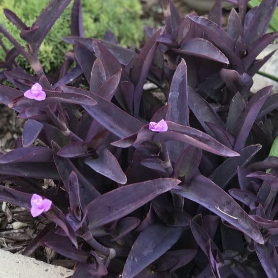 Violet grass/Purple heart Green Live Indoor/Outdoor Plants (B0CYMVG473) Amazon Price History, Amazon Price Tracker