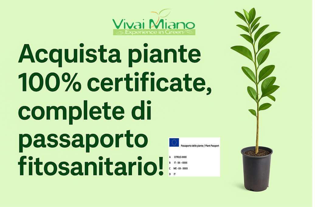 Pianta di Kumquat - Mandarino Cinese (vaso - 20) con frutto - Immagine reale