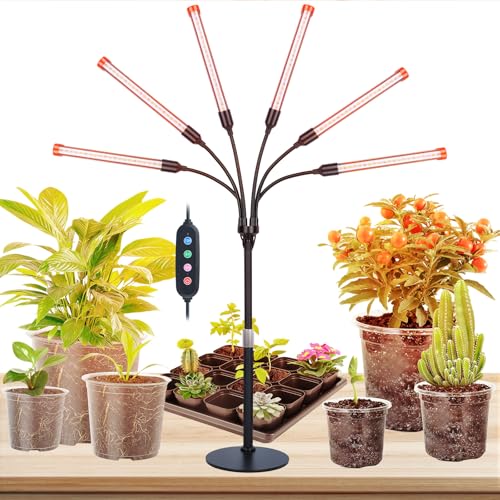 Do bonsai trees need direct sunlight