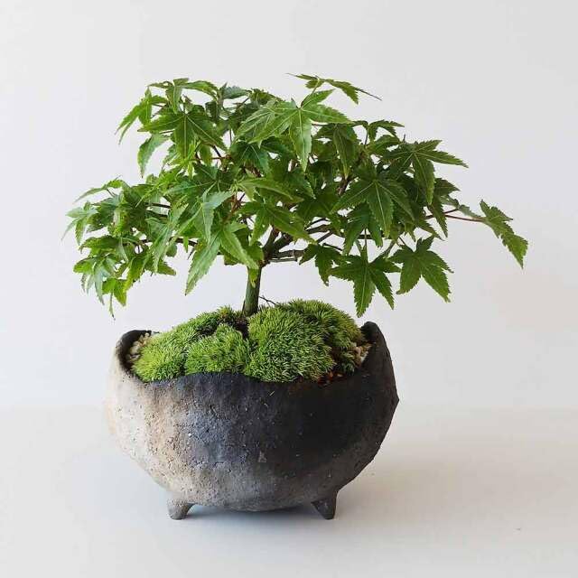 【盆栽】紅葉　清姫(きよひめ) Amazon｜【清姫（きよひめ）モミジの盆栽（炭化焼締鉢）真山茜】もみじ