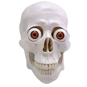 メノウの頭蓋骨細工　芸術的　台付き１個 Amazon.co.jp: オオカミの頭蓋骨モデル、樹脂模擬スケルトン工芸