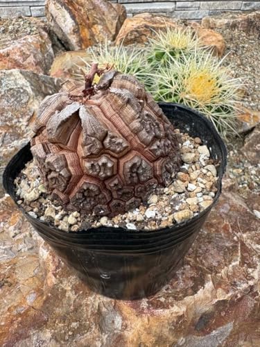 観葉植物 亀甲竜」の人気商品一覧・価格比較 - 価格.com