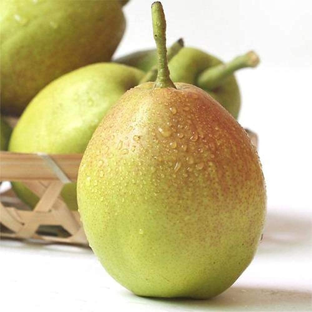 GGOOT 150Pcs Pear Seeds Sweet Juicy Fragrant Pear Pleasant Color Thin SkinPerennial Fruit Seeds for Outdoor Farm Gardening Planting