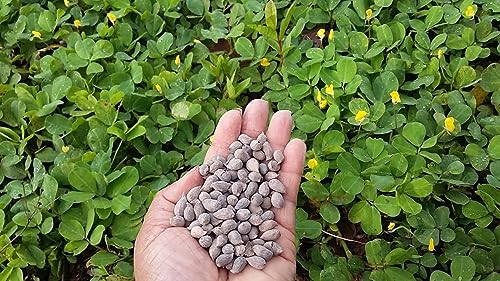 300 Sementes Grama Amendoim Forrageiro (arachis Pintoi)