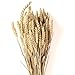 Produktbild Trockenblumen Weizen getrocknete Getreide ca. 90 Stängel Blumen 60 cm lang für Tischdeko Herbst Wohnzimmer