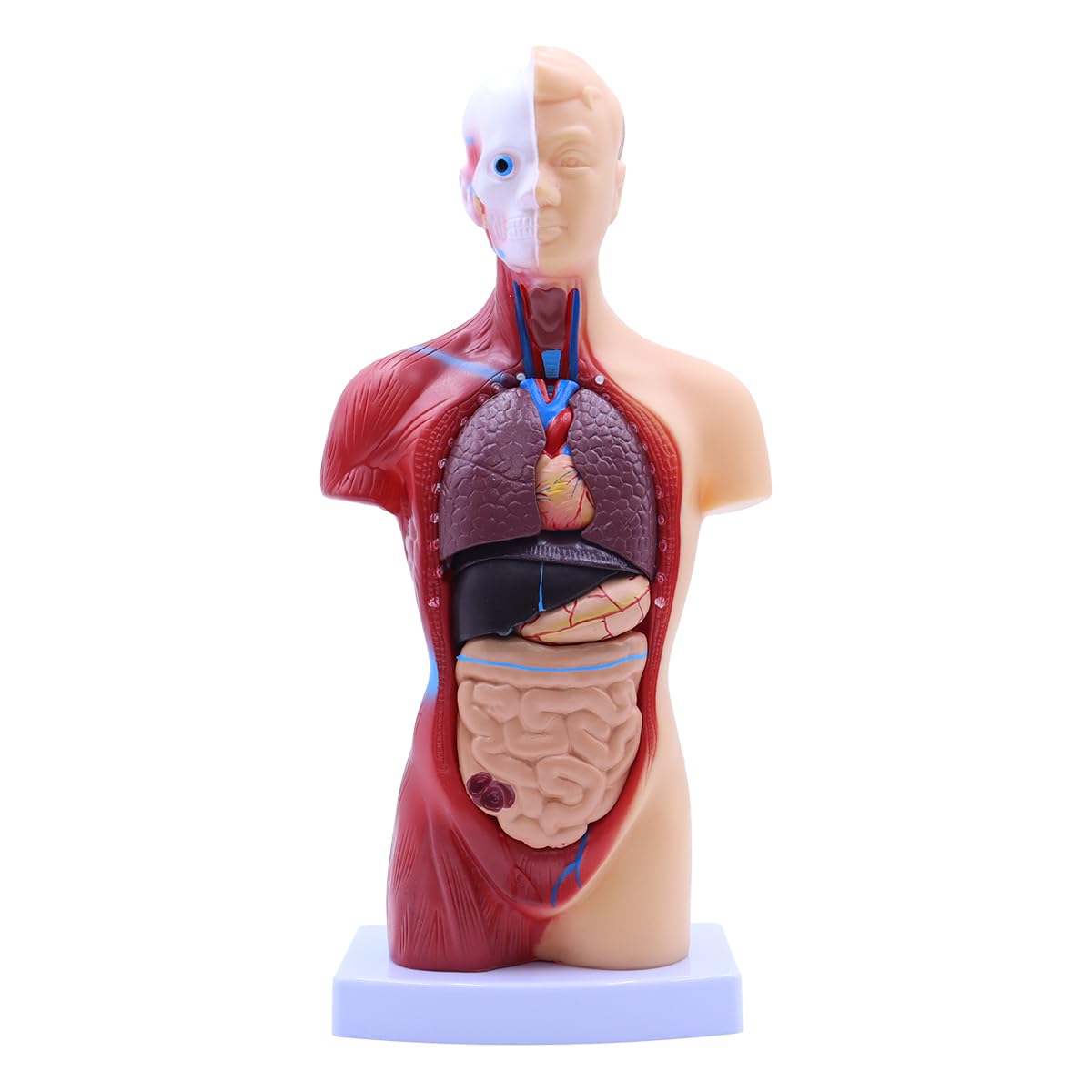 Modelo de anatomía humana de 28 cm, cuerpo humano extraíble, torso extraíble, 15 órganos desmontables.