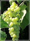 Thompson Seedless Table Grapes - one Year Old bareroot Grapevine (3)