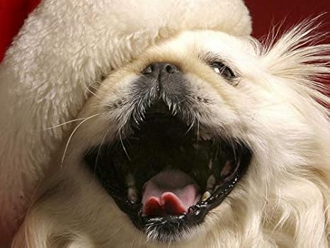 Amazon Co Jp ポスター 犬開き口帽子マグカップふわふわ の 写真 ポスター 印刷 サイズ A3 30x42cm ホーム キッチン Amazon Co Jp ポスター 犬開き口帽子マグカップふわふわ の 写真 ポスター 印刷 サイズ A3 30x42cm ホーム キッチン