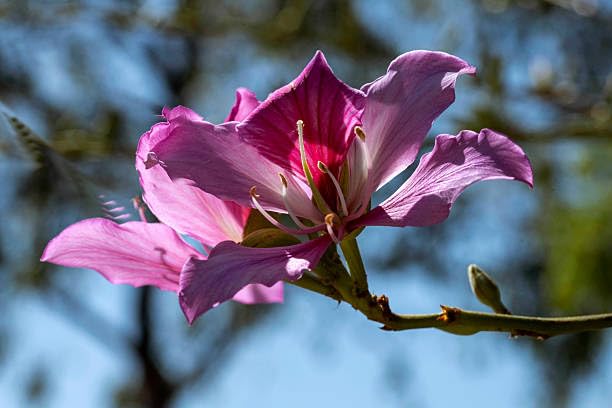 Beautifull Pink Kanchan (Bauhinia variegata) Live Plant, Purple Orchid Tree, 1.5 Feet, For Outdoor Garden Decor Pack Of 1 SS32