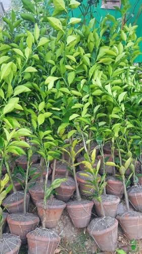 Image of Bigreen Malta /Mousambi Hybrid Live Fruit Plant a€ inch Healthy Bari 1 Citrus Tree (1.5a€ inch3.5 Ft Height) for Home Gardening, Terrace, Balcony, Organic Farming a€ inch Sweet Lime Live Plant - Pack of 1
