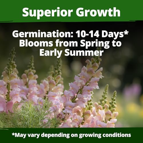 Image of HOME GROWN Snapdragon Northern Lights Seeds, 10,000 Flower Seeds for Planting 2026 Spring, Pastel Garden Blooms of Snap Dragon, Pollinator Friendly Outdoor Cut Flowers (Antirrhinum majus)