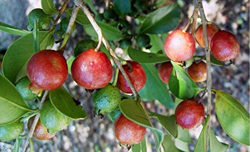 Strawberry Guava Red Psidium Cattleianum