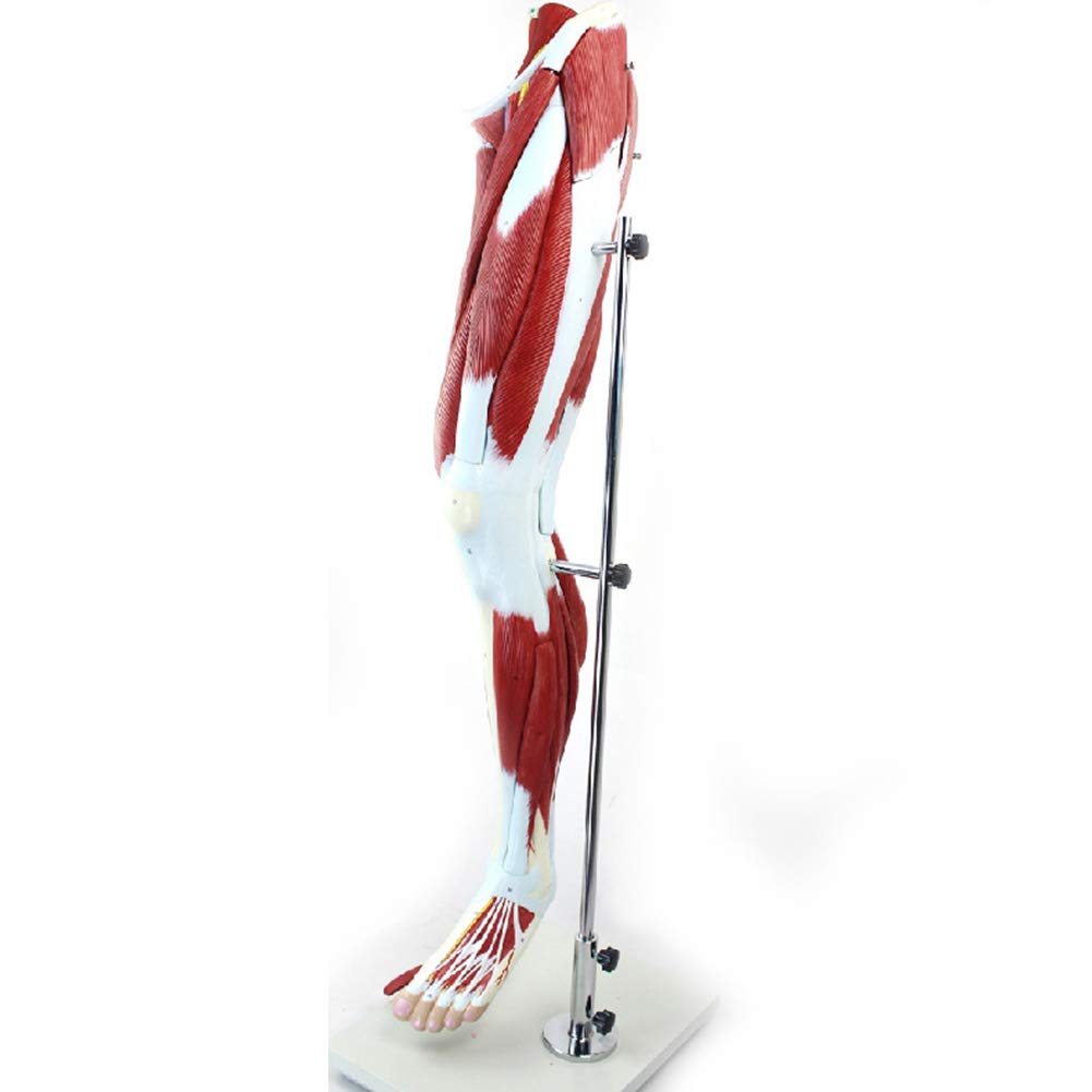 ROSG Human Leg Muscles Model with Muscle Anatomy Vascular Nerve 13 Removable Parts Muscle Model Details Muscles,Arteries & Veins Mounted To Base