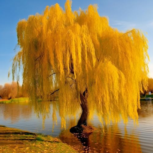 Golden Weeping Willow Tree - 24-36" Tall Live Plant - 2-3 Foot Tall Gold Shade/Privacy Tree