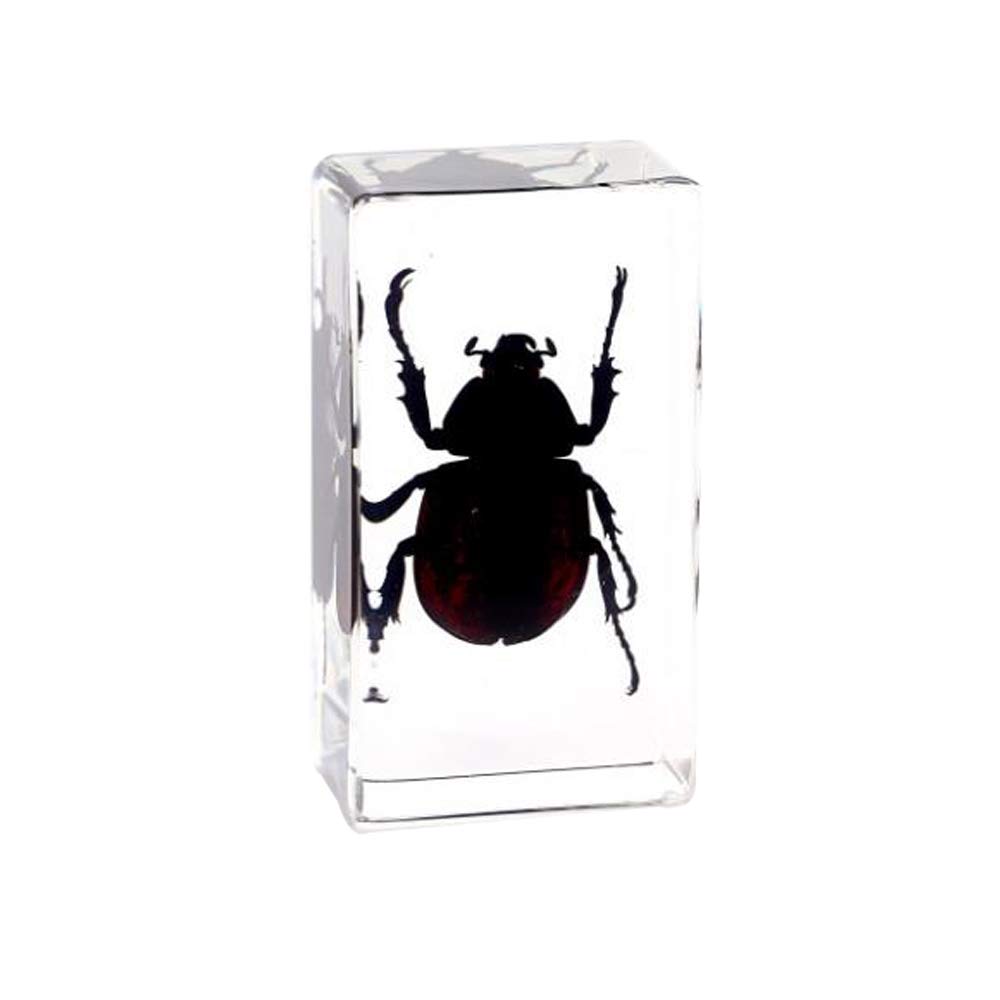 Rainbow_Road Real Insect Stag Beetle Specimen Resin Desk Paperweight Science Classroom Spade beetle Taxidermy Articulated Specimen for Science Education (Xylotrupes gideon)