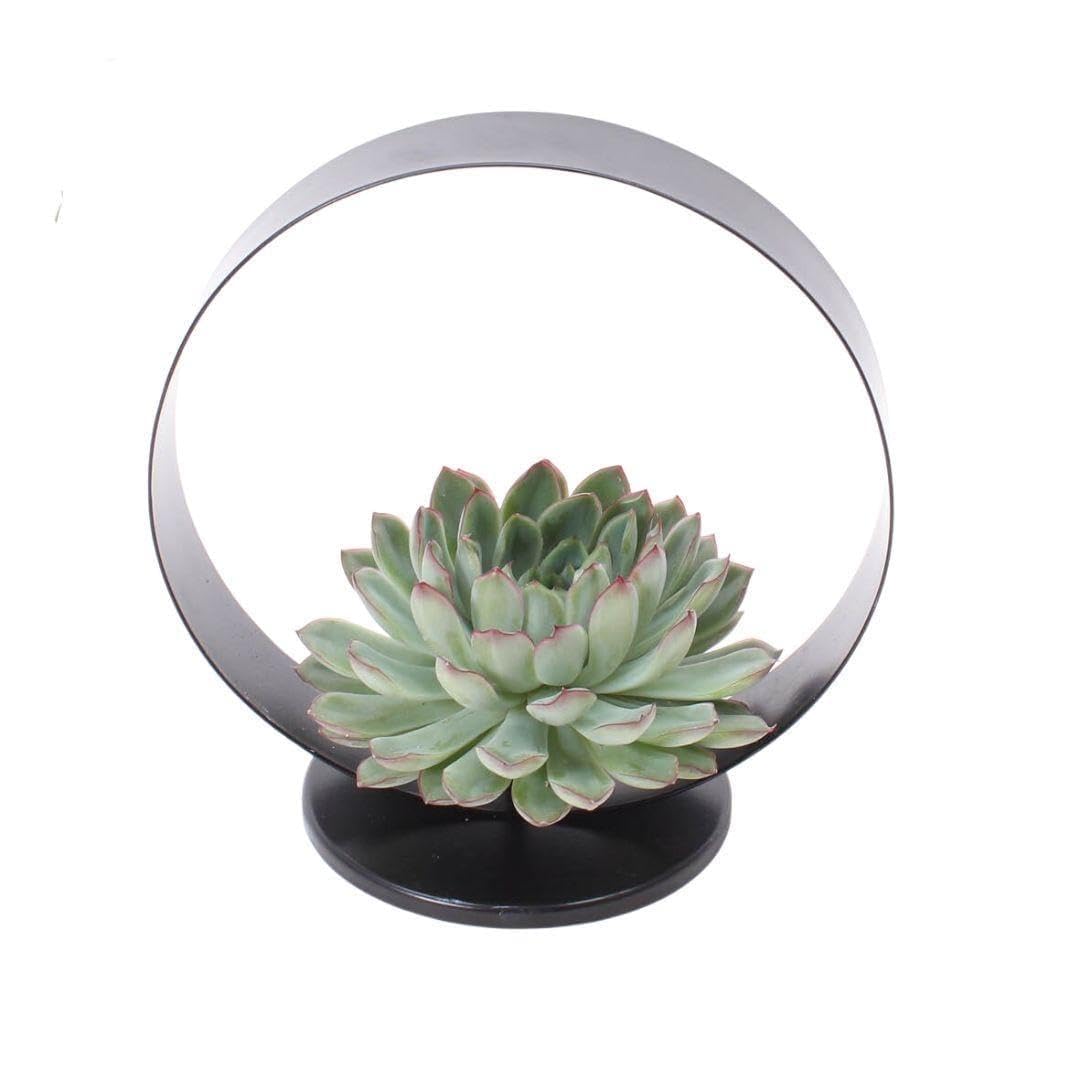 Pianta Grassa Echeveria con Supporto in Metallo, da Tavolo, Nero, 20 cm