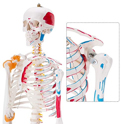 Image of Ultrassist Life Size Anatomical Skeleton Replica with Spinal Nerves, Muscle Insertion and Origin Points, Joint Ligaments, Human Skeleton Model for Human Skeleton Anatomy Study, Includes Rolling Stand