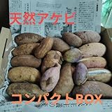 秋の味覚 大自然のスーパーフード 箱いっぱいの天然アケビ 1.2?1.5キロ