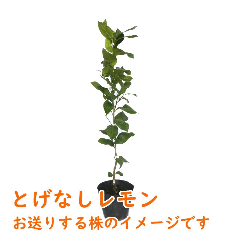 【レモンの木です】 Amazon.co.jp: 富士園芸 レモンの木の苗 棘なしレモン 15cm