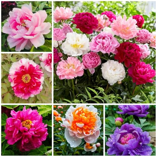 Peony Seeds for Garden Planting, 99 Pieces, Mixed Colors, Perennial Flowers with Ruffled Blooms