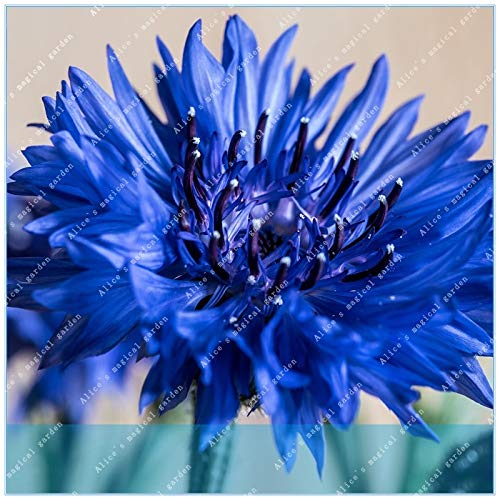 65Pcs Blue Cornflowers Germany'S National Flower Chrysanthemum Flower