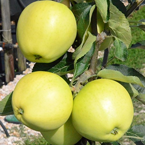 Weißer Klarapfel Apfelbaum aus Müller’s Grüner Garten Shop