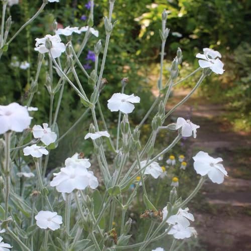 Semi di garofano, semi di farfalle decorazione da giardino per esterni rare selvatici to giardino esotiche da roccioso copertura del terreno 600pcs