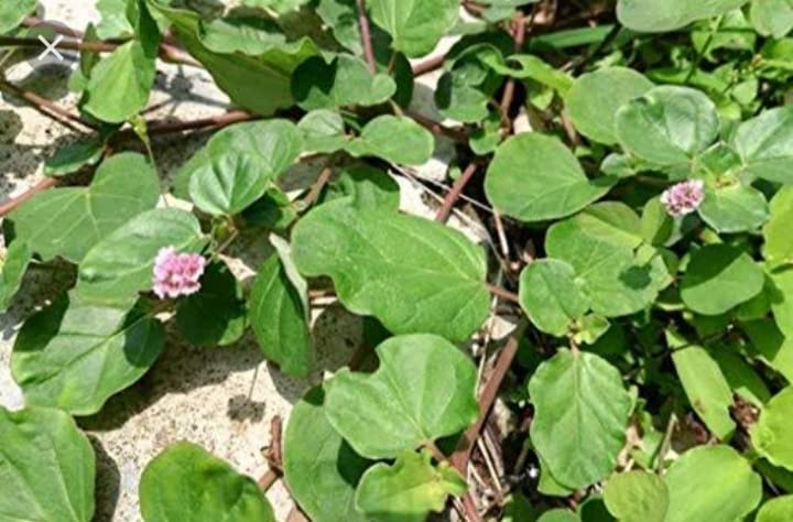 Mukirattai Plant | Mookirattai Live Plant | Punarnava | Boerhavia diffusa | Saranai Keerai Plant - 2 Nos (B0B6BQZYG5) Amazon Price History, Amazon Price Tracker
