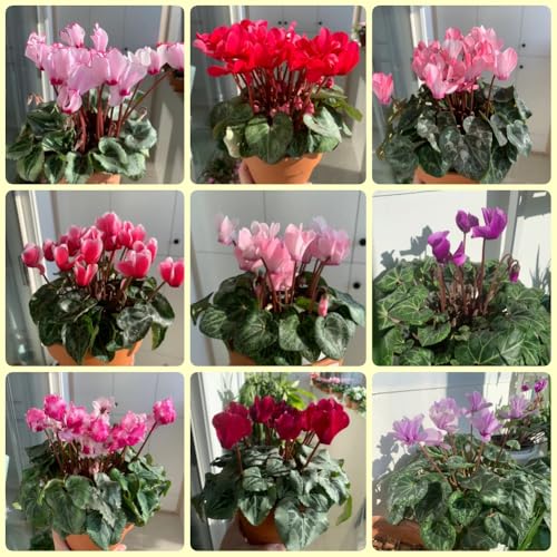 Semi di ciclamino, da balcone resistenti Ciclamino persicum, Le da giardino sono resistenti acquistare un ciclamino resistente resistenti 50pcs