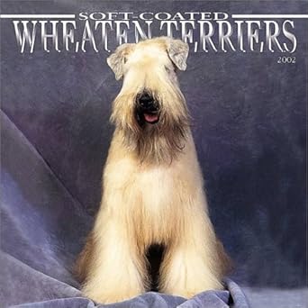 Soft Coated Wheaten Terriers For Adoption - Rehome Or Adopt A Wheaten