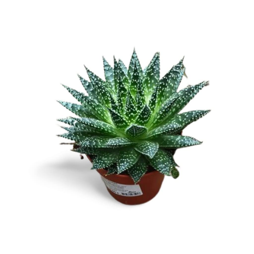 OhhSome Succulent Aloe Zambezi, 7 Cm Pot Drought Resistant Plants (Home  Gardening Healthy Live Plant) : Amazon.in: Garden & Outdoors