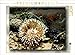 Produktbild CALVENDO Puzzle Seeanemone mit Miesmuschel und Alge 1000 Teile Puzzle quer | 1000 Teile Lege-Größe 64 x 48 cm Foto-Puzzle für glückliche Stunden