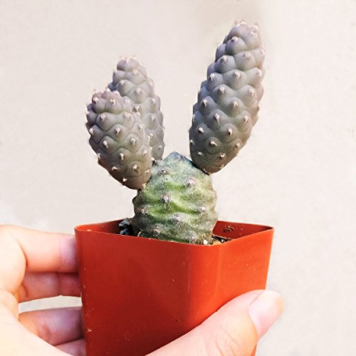 Tephrocactus Articulatus Pine Cone Cactus (2 Inch) #TOP2