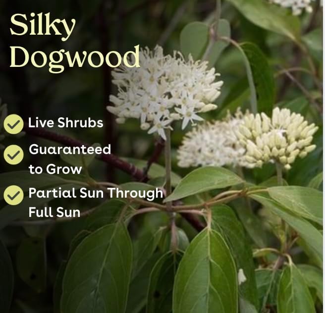 Silky Dogwood 2 Live Shrub (Cornus Amomum) – Native Wildlife Shrub with Blue Berries – 1 Gallon Pot, 2–3 ft Plant