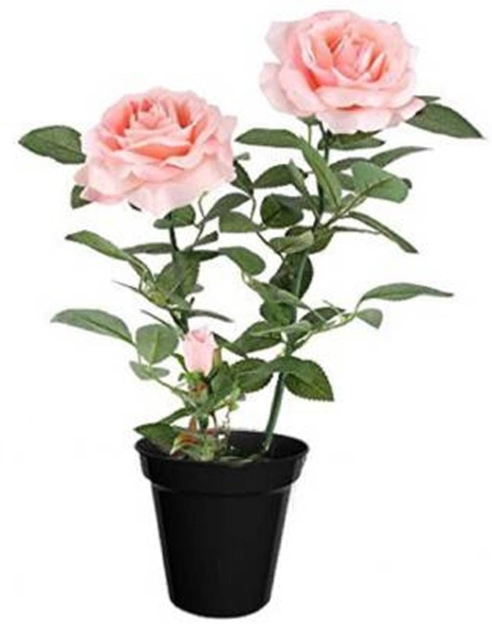 Kanpur Green Rose Live Plant for Home Balcony Indoor & outdoor Garden
