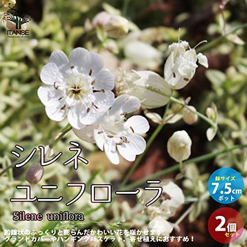 Amazon Co Jp シレネ ユニフローラ 7 5cmポット苗 品種で選べる花苗 2個セット 学名 Silene Uniflora ナデシコ科 シレネ属 原産地 ヨーロッパ シレネ ユニフローラは釣鐘状のぷっくりと膨らんだかわいい花を咲かせます 這うように生長するので グランドカバーや