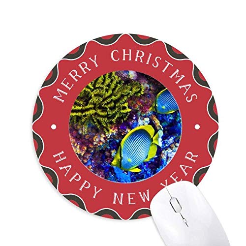 Cm̃Jtȋ̉Ȋw͎R̎ʐ^ ~`S̃NX}X}EXpbh