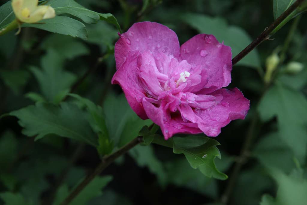 Suttons Hardy Perennial Shrub Hibiscus ‘Purple Ruffles’ Outdoor Potted Garden Plants, Long Flowering Period, Ideal for Borders, Patios and Containers (1 x 3.5 Litre Pot)