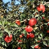 30 piezas semillas de manzana (manzana, manzano) Las plantas perennes son plantas perennes resistentes. Plantas de balcón resistentes camas elevadas para jardín flores del jardin