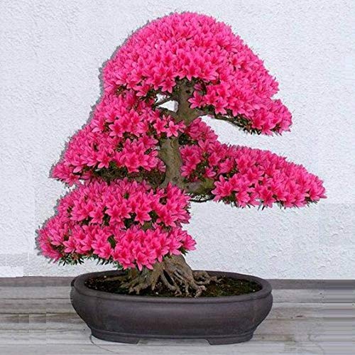 Las semillas del paquete: grandes ventas !!! Bonsai Ã¡rbol de cerezo japonÃ©s semillas 10pcs, bonsai flores de cerezo: Mix de Farmerly