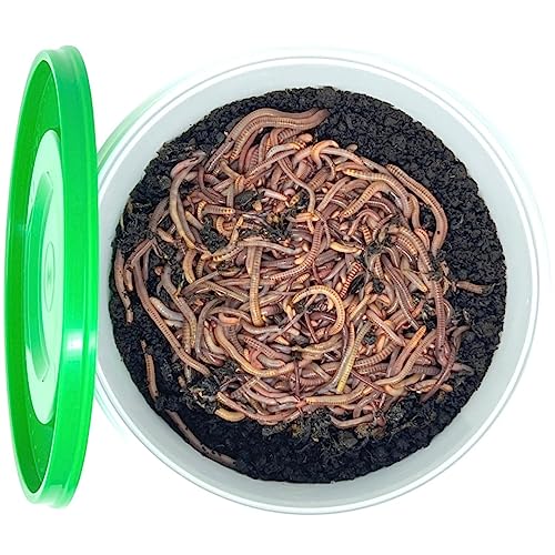 Kompostwürmer Angelwurm-Mix 250g mit ca. 300 Würmern