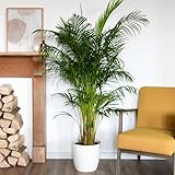 1 x Areca Palm Tree | Areca Dypsis Palm | Golden Cane | Air-Purifying Indoor Plant | Pet-Friendly | Elegant Arching Foliage | Ideal for Home Display - 9cm Pot by Thompson and Morgan - Image 1