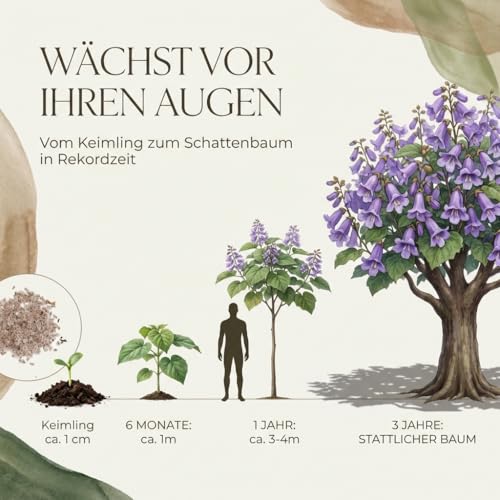 Blauglockenbaum Kiribaum Samen (Paulownia tomentosa, 300 Korn) - Schnellst wachsender Baum der Welt mit violetten & glockenförmigen Blüten