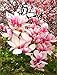 5 Hellrosa weiße Magnolien-Samen-Lilien-Blumen-Baum-Fragrant Magnol liliiflora Samen günstig Kaufen-5 Hellrosa weiße Magnolien-Samen-Lilien-Blumen-Baum-Fragrant Magnol liliiflora