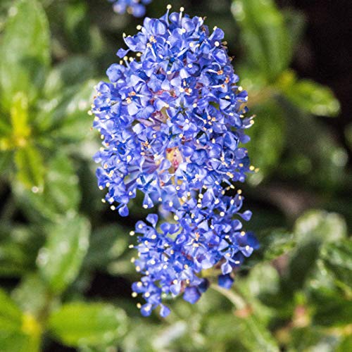 Ceanothus 'Italian Skies' - Lilas Américain Bleu Ciel 30-40 cm Pot, Arbuste Ornemental à Floraison Longue